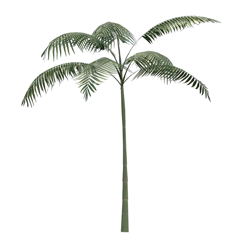 Arecaceae - Palms Tree (Small)